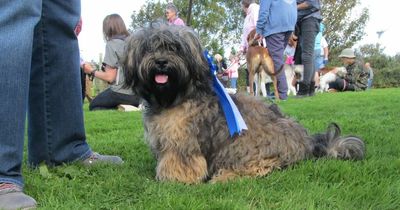 Dog owner's plea as pet spends 20 days in intensive care after eating plastic tablecloth