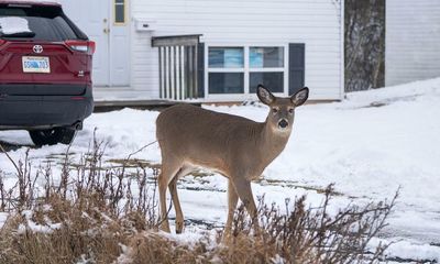Possible case of deer-to human Covid infection identified in Canada