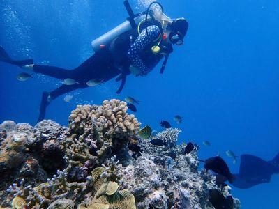 'Crisis': Climate panel flags Great Barrier Reef devastation