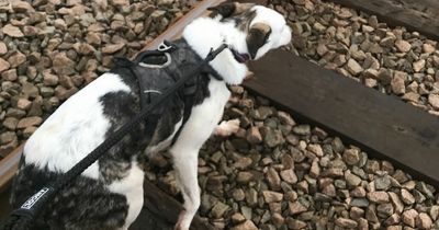 Trains halted as rescuers save terrified dog trapped near tracks