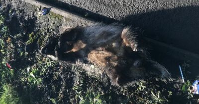 Badger found dead after being burned and dressed in babygrow in 'disturbing' incident