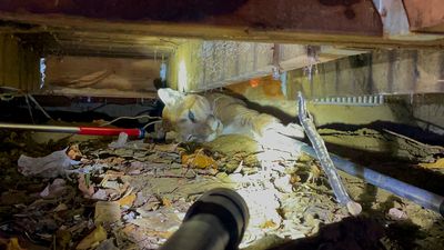 VIDEO: Fearsome Puma Found Under Colorado Resident’s Porch