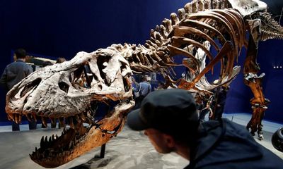 Tyrannosaurus rex may have been three species, scientists say