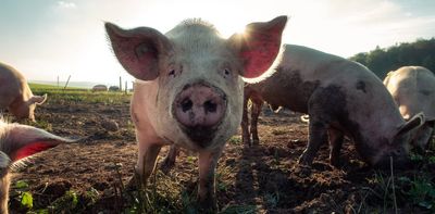 Japanese encephalitis virus has been detected in Australian pigs. Can mozzies now spread it to humans?