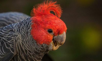 Gang-gang cockatoo to become threatened species after large drop in bird numbers