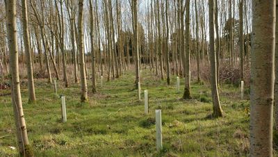 Forestry farmers asked to explain poor planting rate