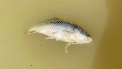 Thousands of dead fish discovered at Menindee Lakes