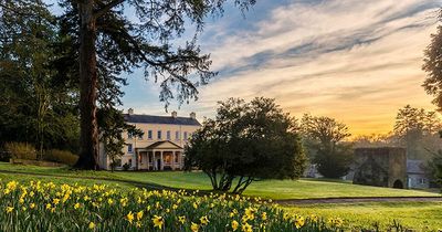 Places in Wales to see daffodils at their best