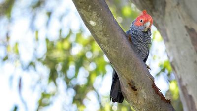 Gang-gang cockatoo added to federal threatened species list