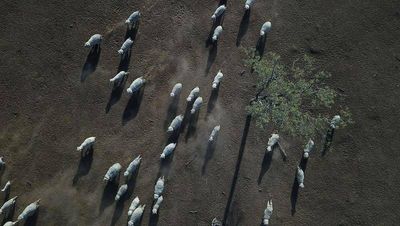 Aussie farms face 'disruption and decline' due to climate change