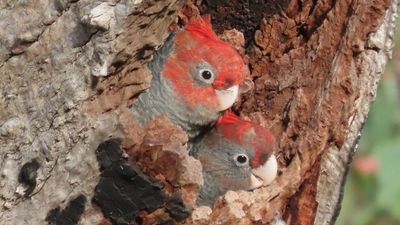 Canberra's distinctive gang-gang cockatoo will be added to the threatened species list