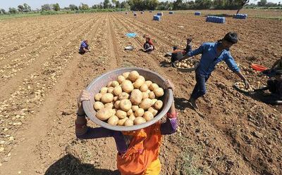 In fames: Potato country