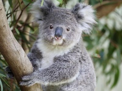 Zoos renting out koalas 'not ok': govt