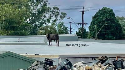 Befuddled Cows Are Being Stranded In Rogue Places By The Flooding In Queensland & NSW