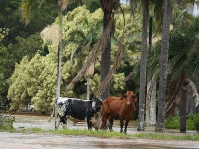 Farmers fear for flooded crops, livestock