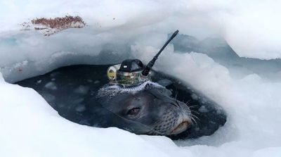 Seals Help Japanese Researchers Collect Data under Antarctic Ice