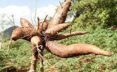 More farmers in T.N. districts to get seed material of drought-resistant cassava