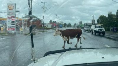 Hundreds of cattle washed away in northern NSW flood event, as farmers count losses