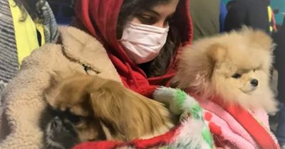 NI dog lovers rush donations to Ukraine people and their pets