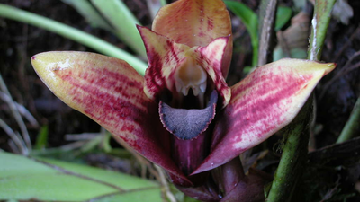 New Orchid Species Discovered In Ecuador’s Cloud Rainforest
