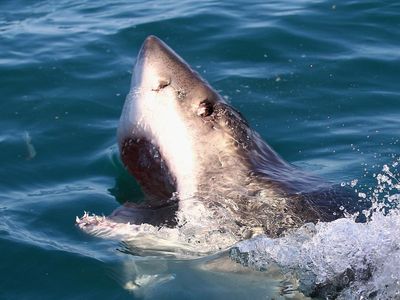 Race to track Great White sharks in Atlantic Ocean to solve their mating mystery
