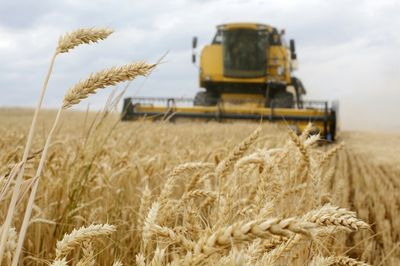 MENA faces a crisis as the world’s key wheat producers are at war