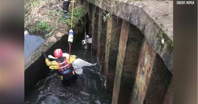 Swan trapped for days hauled to freedom in dramatic RSPCA rescue