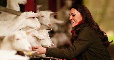 Kate Middleton and Prince William pet goats on a Welsh farm as they mark St David's Day