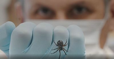 Galway scientists publish first record of noble false widow spider feeding on bat