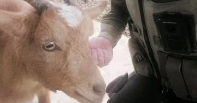 Goat helps police capture and arrest fleeing suspect in domestic assault case