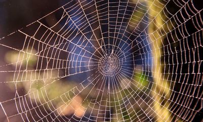 Noble false widow spider captures bat in UK attic