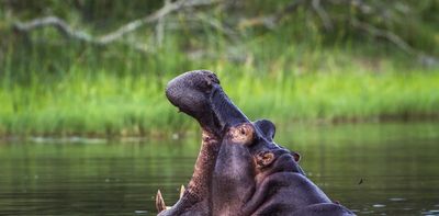 When a hippo honks, here's what it could mean – to another hippo at least