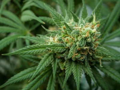 Texas Original Compassionate Cultivation Opens Pick-Up Location in Lubbock, TX