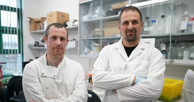 Top scientists discover false widow spider found in Ireland is now able to feed on bats