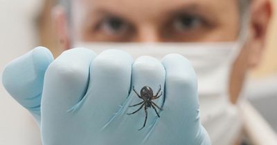 Scientists publish first record of false widow spider feeding on protected species of bat