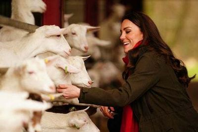 Kate and William pet goats during farm visit in Wales and say they are getting their children into farming