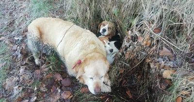 Three dogs wearing radio collars found huddled on Co Tyrone roadside