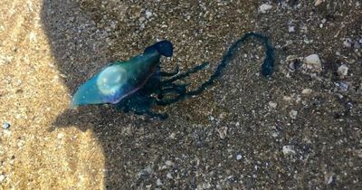Portuguese man o' war whose sting can cause 'excruciating pain' wash up in 'never before seen' numbers on Gower beaches