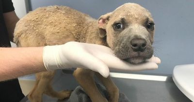 Terrified puppy dumped in bush with deformed legs finds forever home