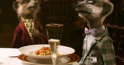 Compare the Market meerkat urgently axed from adverts following Russia's attack on Ukraine