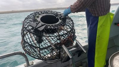 Plastic-free lobster pot created in Warrnambool as part of Victorian environmental fight