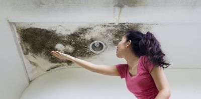 Sudden mould outbreak after all this rain? You’re not alone – but you are at risk