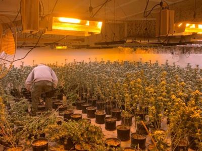 California: 30 Arrested And 45,000+ Marijuana Plants Seized In "Operation Hammer Strike"