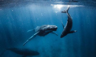 A Blue New Deal by Chris Armstrong review – a manifesto for the oceans