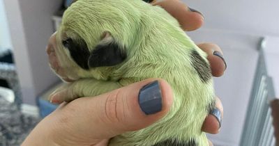 Bulldog gives birth to 'miracle' puppy with bright green fur at odds of one in 10,000