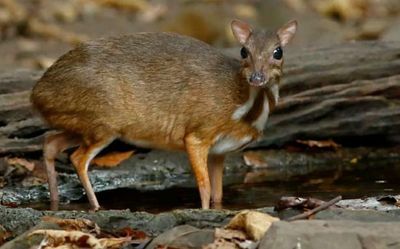 Mouse deer killed in Sakleshpur, three arrested