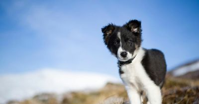 Cruel dog thieves steal 12 border collie puppies and their mum from breeders