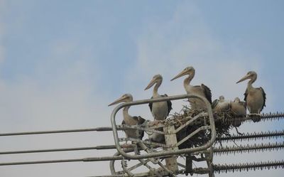 Pelicans nest on a transmission tower at North Chennai’s Kattupalli