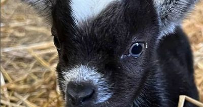 Newborn pygmy goat kidnapped from farm in north Dublin