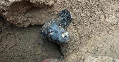 Dog trapped underground for almost three days finally freed by firefighters